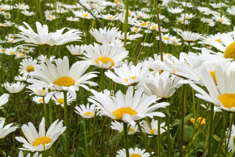 Field daisy close up